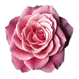 j'ADOR LES ROSES