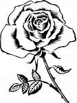j'ADOR LES ROSES