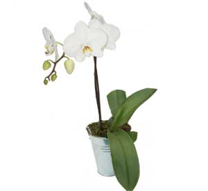 rose blanche