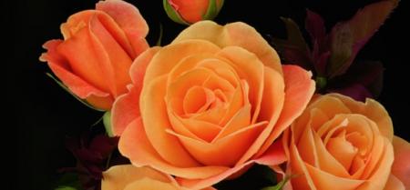 rose