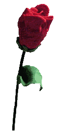 rose pour la vie