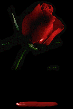 rose pour la vie